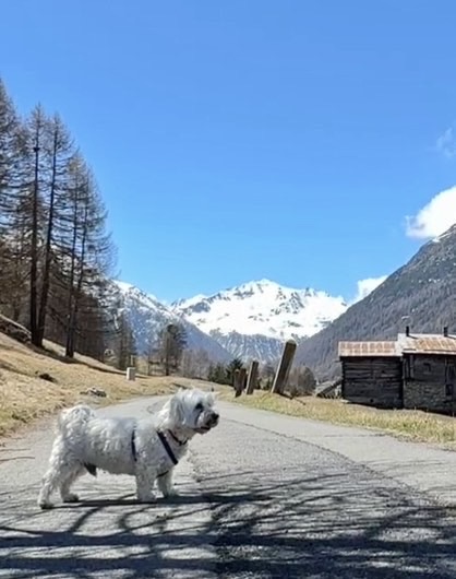 Immagine relativa a Livigno