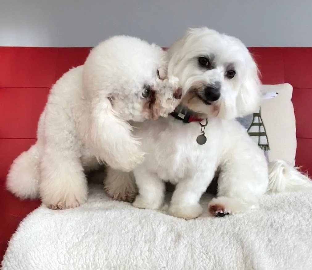 Willy, il piccolo Maltese di Livigno, in compagnia di una bellissima barboncina durante una visita dal veterinario.