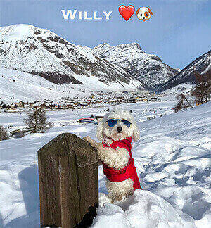 Tutte le immagini di Willy  
